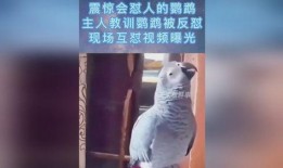 鹦鹉爆料视频大全,揭秘趣味视频大全背后的精彩瞬间